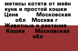 метисы котята от мейн-куна и простой кошки › Цена ­ 500 - Московская обл., Москва г. Животные и растения » Кошки   . Московская обл.